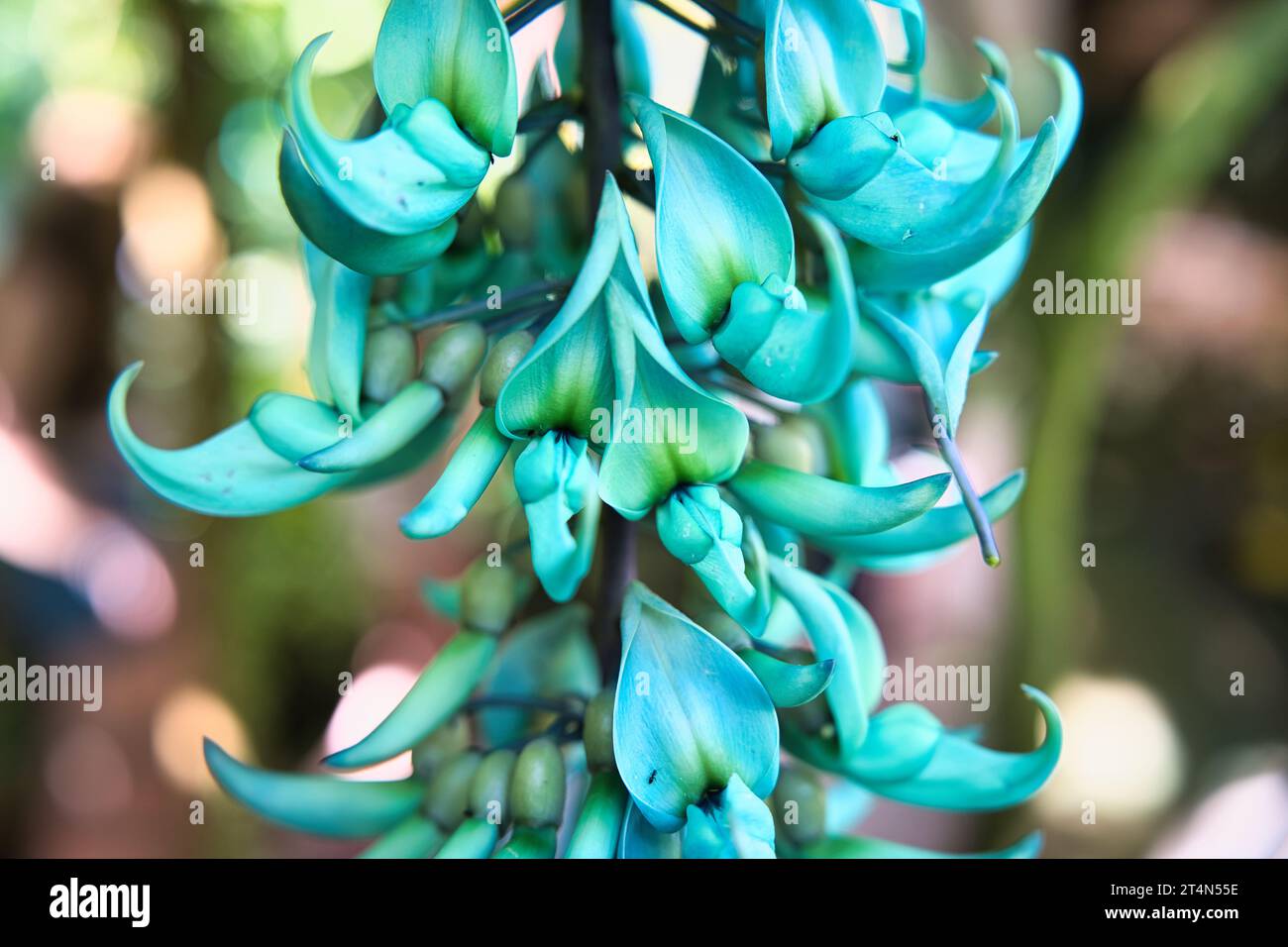 Strongylodon macrobotrys, commonly known as jade vine, emerald vine or turquoise jade vine, is a species of leguminous perennial liana endemic Stock Photo