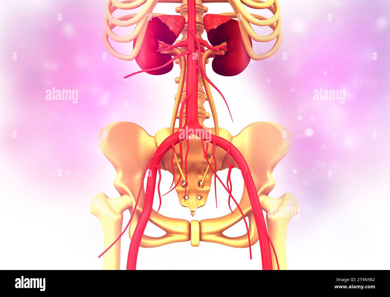 Human kidney with skelton on medical background. 3d render Stock Photo