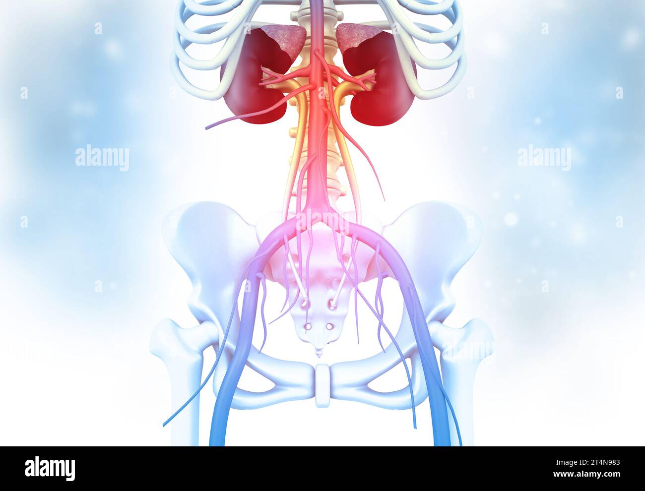 Human kidney with skelton on medical background. 3d render Stock Photo