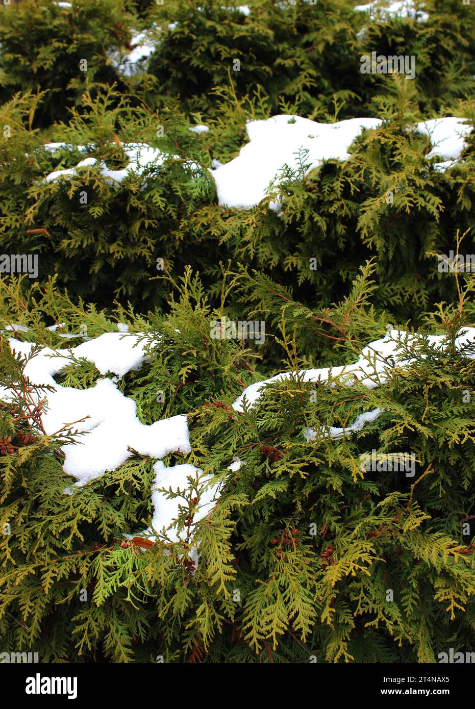 Thuja bushes trimmed in the form of steps covered with snow stock photo for vertical background Stock Photo