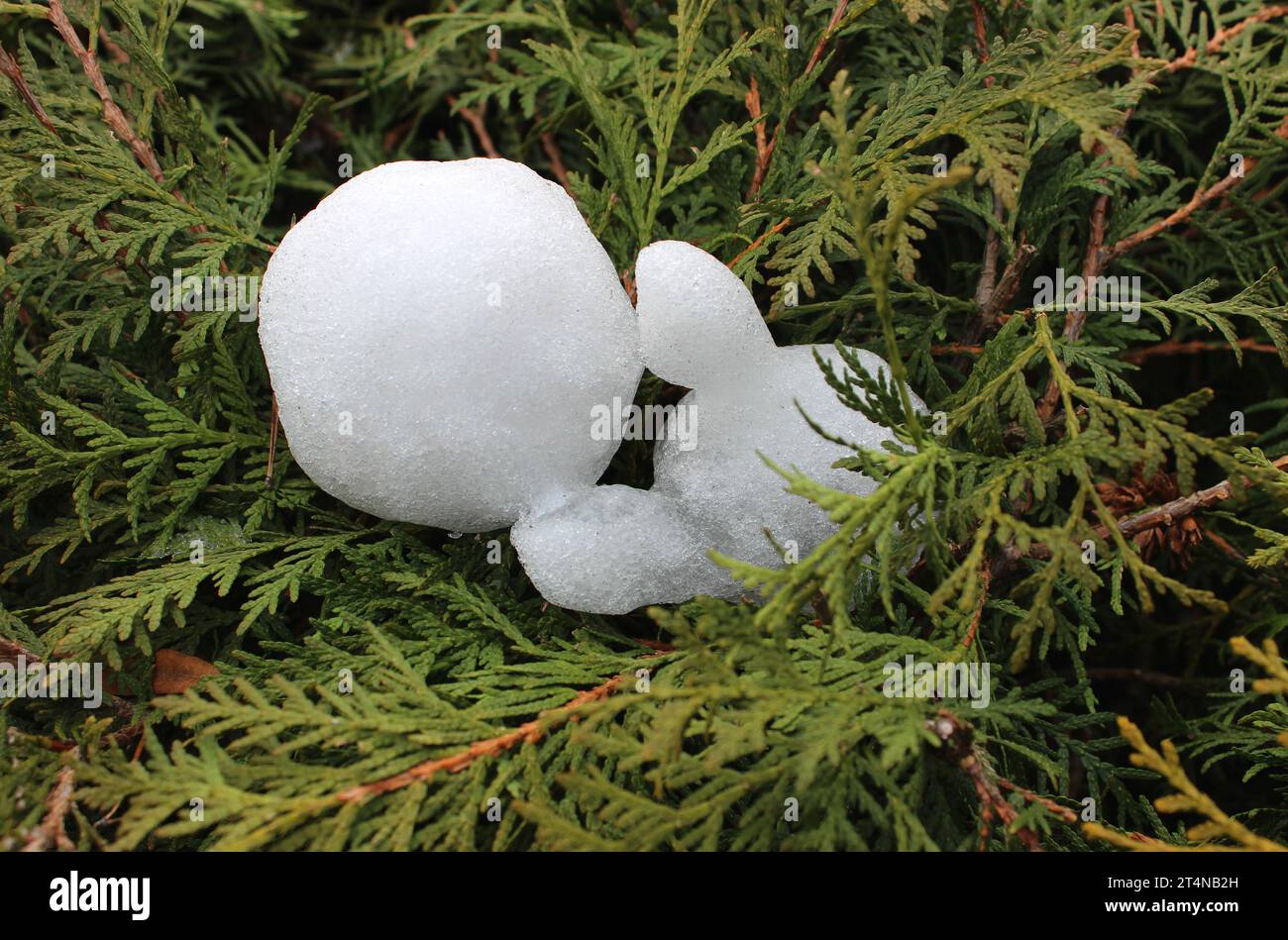 Snowball In Shape Of Little Child Figure On A Thuja Bush Branches Close Up Stock Photo Stock Photo