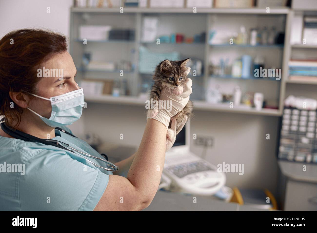 Veterinarian with medical mask holds cute little tabby kitten at appointment in clinic Stock Photo