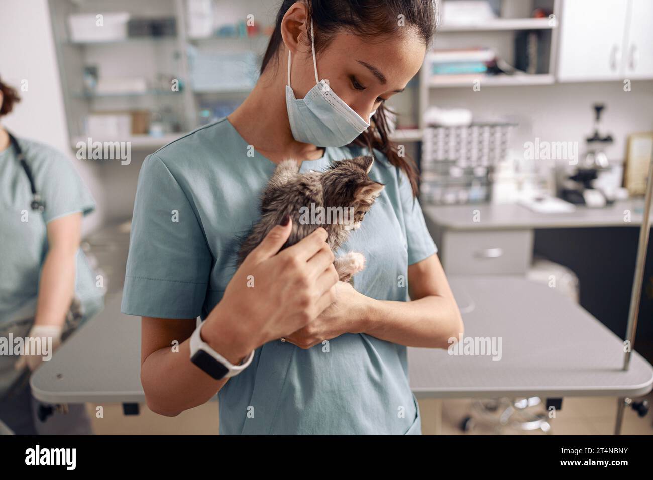 Careful Asian veterinarian with mask cuddles little kitten in modern clinic Stock Photo