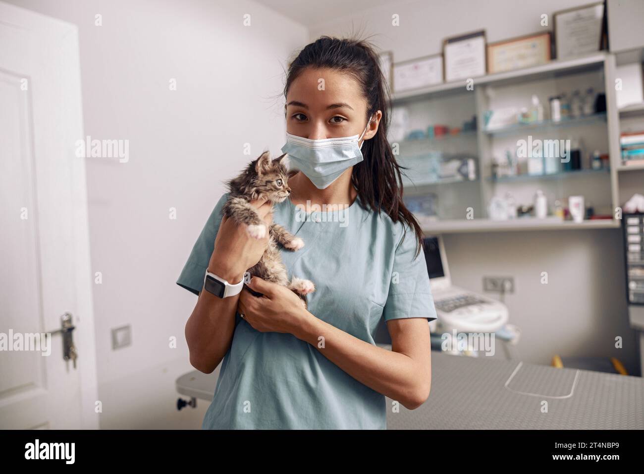 Asian veterinarian intern holds tabby kitten at appointment in hospital Stock Photo