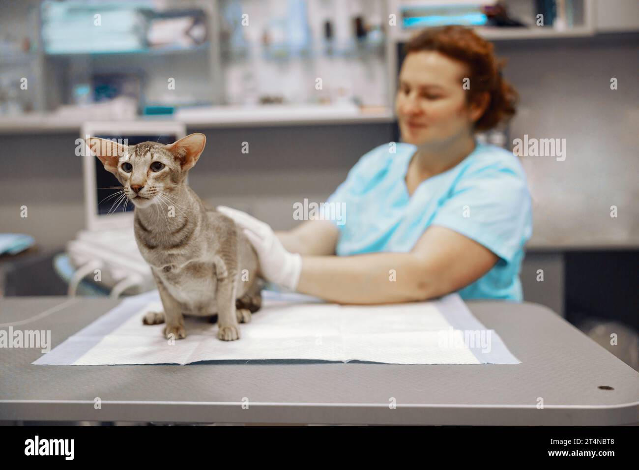 Veterinarian strokes grey cat sitting on table in modern clinic office Stock Photo