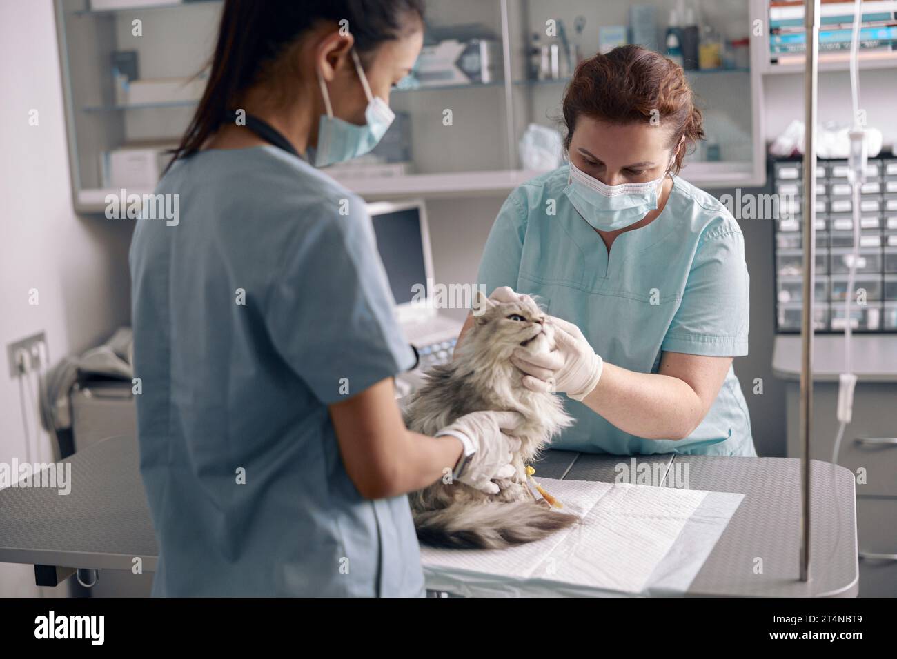 Veterinarian in medical mask examines ear of cute grey cat with assistant in hospital Stock Photo