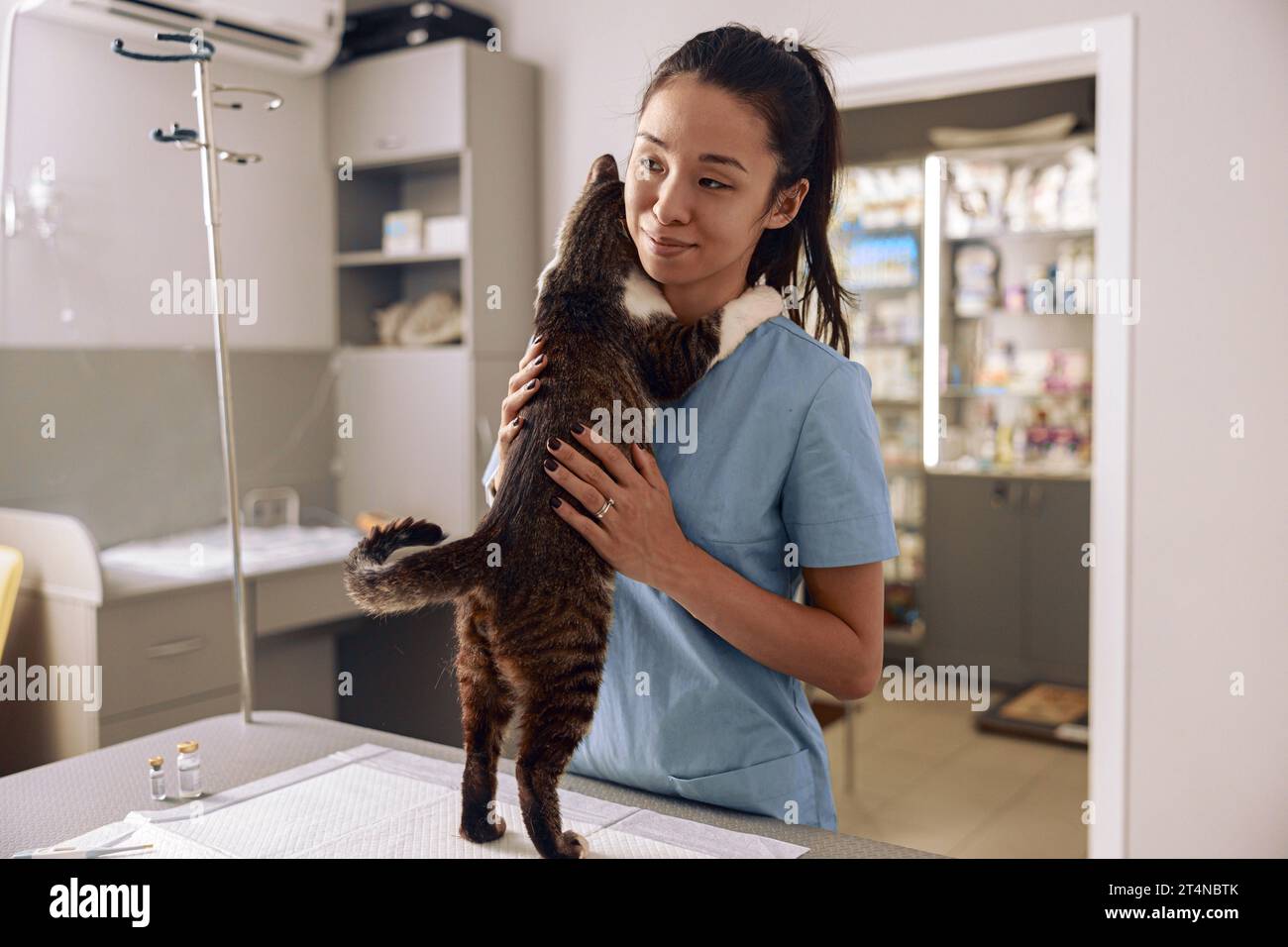Asian veterinarian intern in blue uniform hugs tabby cat at table in clinic Stock Photo