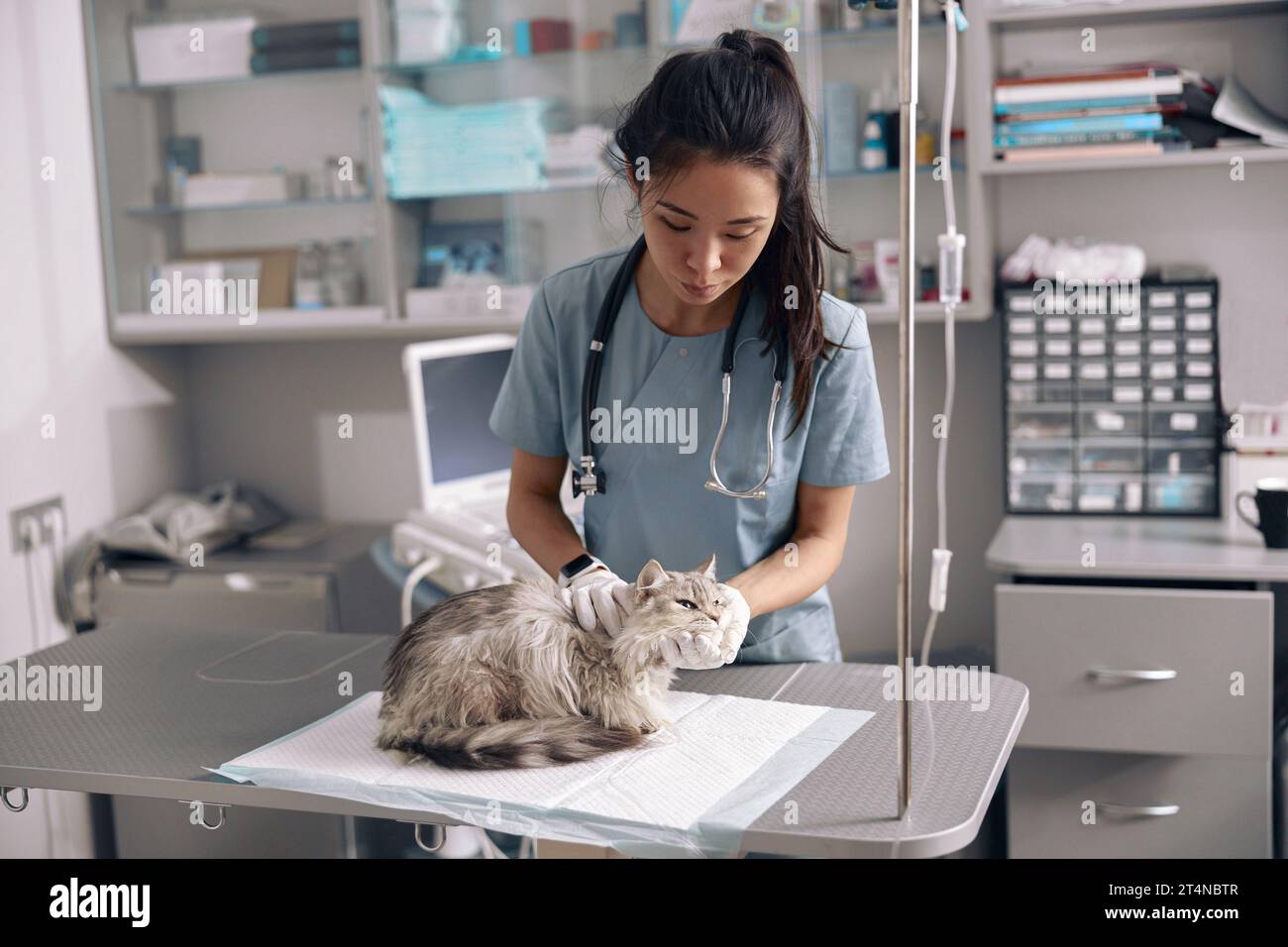 Attentive Asian lady veterinarian examines fluffy grey cat on table Stock Photo