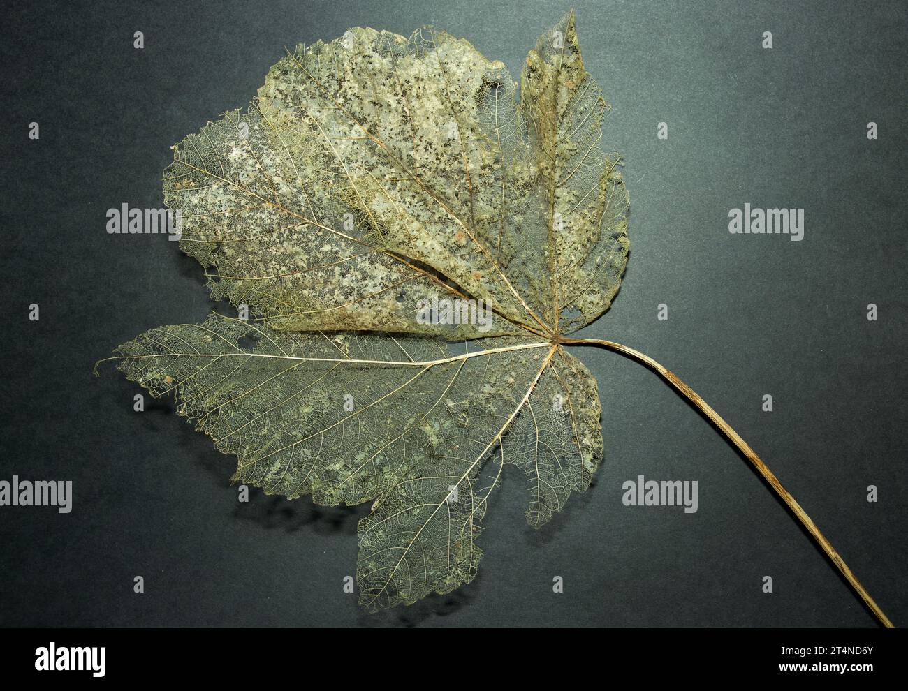 The remnants of a Sycamore leaf after it has dropped in autumn, The ...
