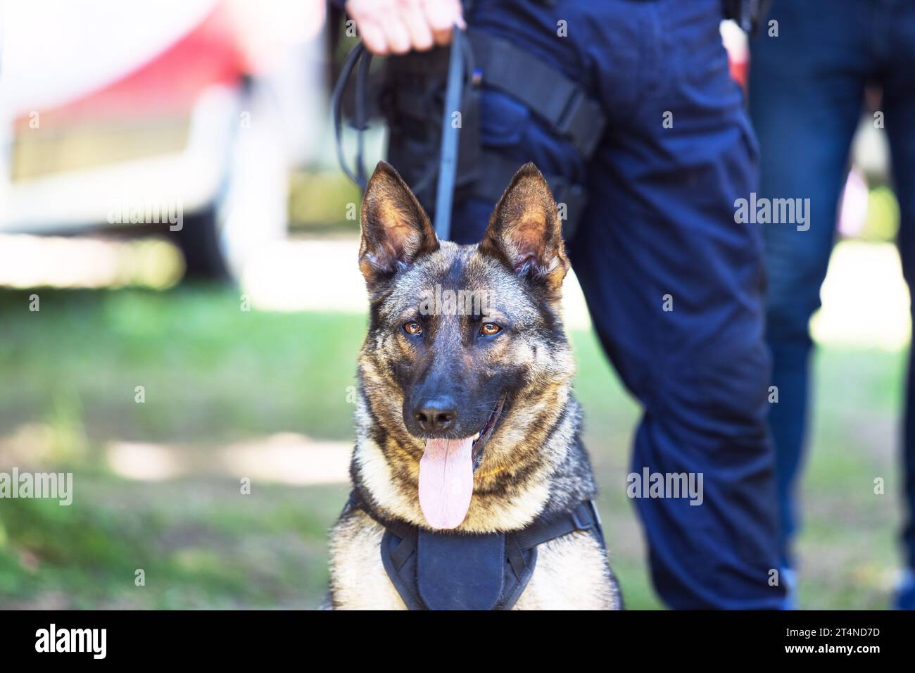 Policeman in uniform on duty with a K9 canine German shepherd police ...