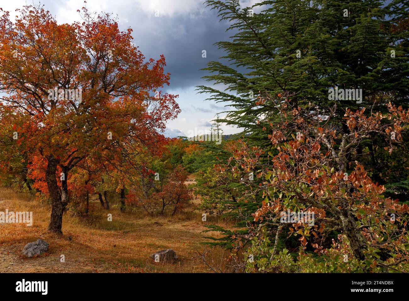 Autumnal forest scene in  the Sainte Baume in Gemenos Bouches-du-Rhône & plan d'Aups var - Scène de forêt automnale dans la Sainte Baume Stock Photo