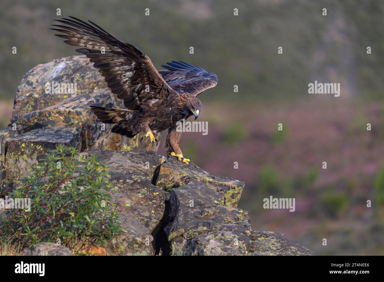 Golden eagle (Aquila chrysaetos), adult female taking off from a lichen-covered rock in a mountain landscape, Caceres, Extremadura, Spain Stock Photo