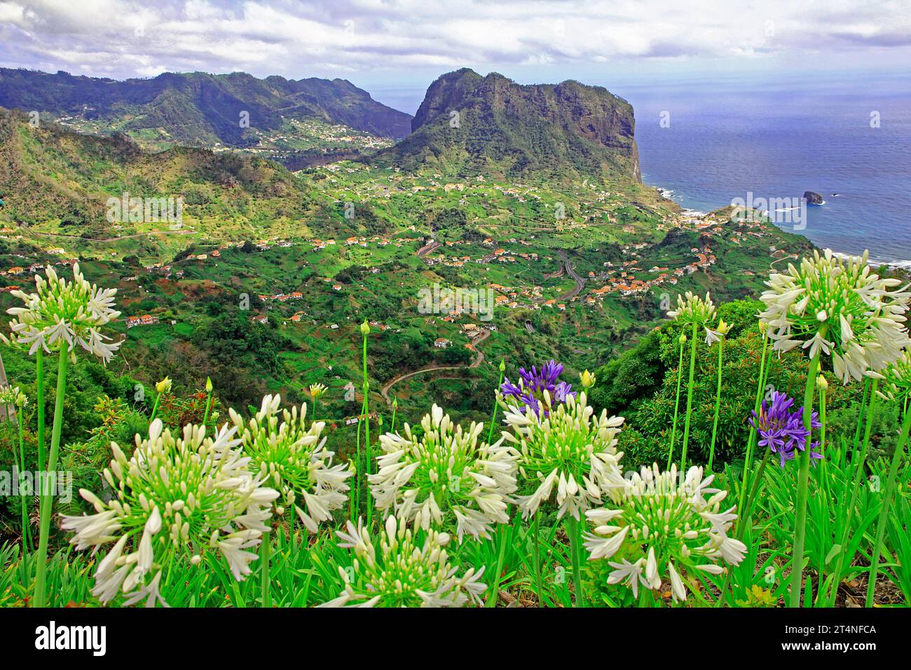 Eagle Rock 590 m, Penha de Aguila, African lilies of the nile (Agapanthus) Porta da Cruz, North side, Madeira Island, Atlantic Ocean, Coast Stock Photo