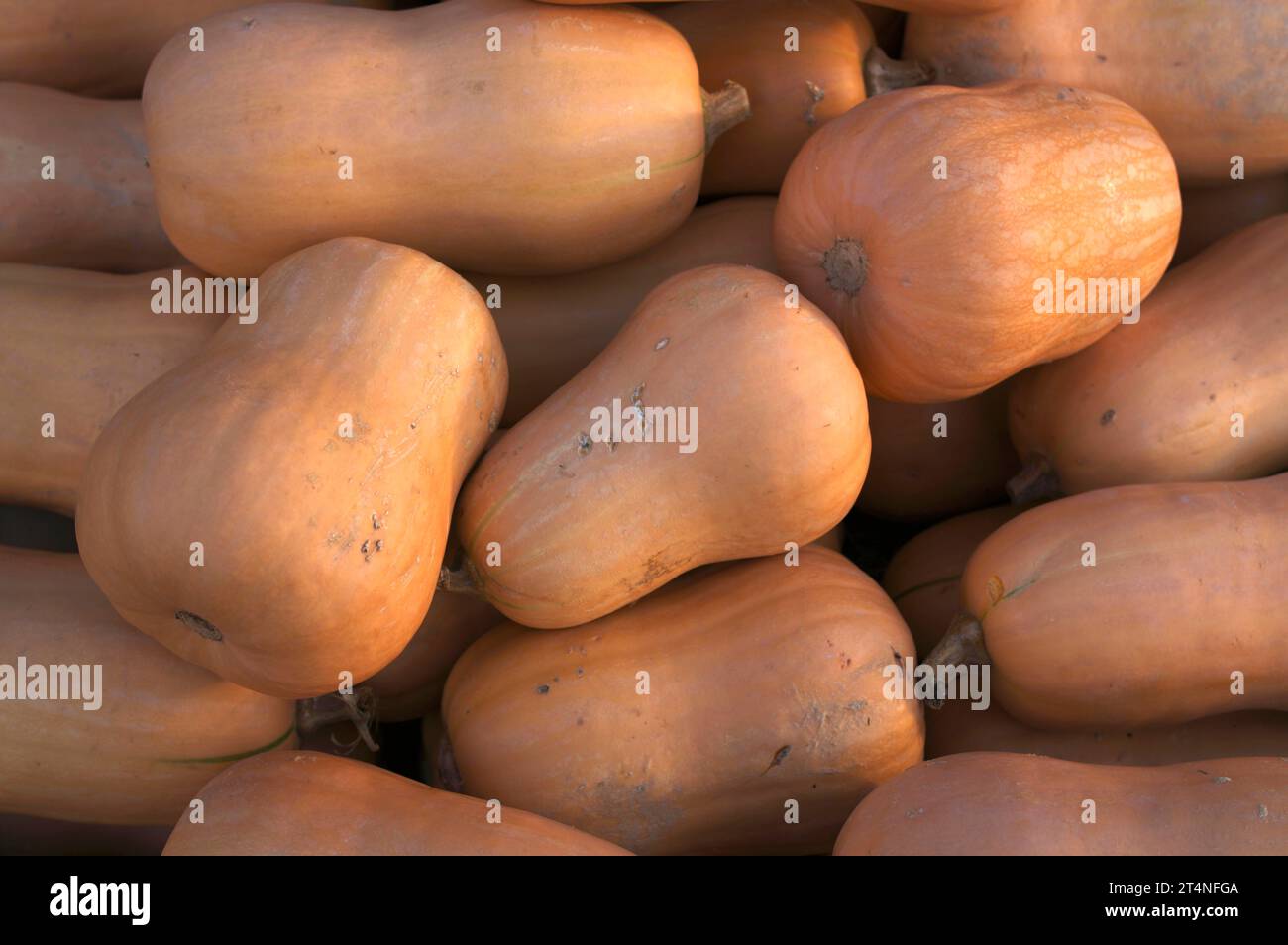 Pumpkins, butternut variety, display, market stall, farm shop, direct sales, Stuttgart, Baden-Wuerttemberg, Germany Stock Photo