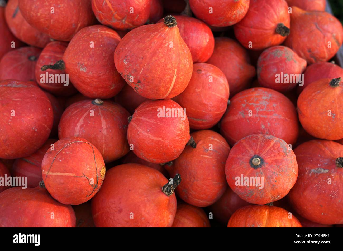 Sort of hokkaido hi-res stock photography and images - Alamy