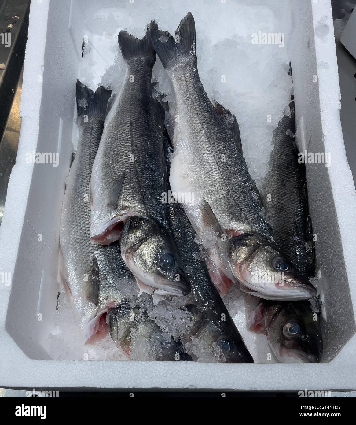 Display of fishing caught whole fish fresh fish six pieces temperate basses (Moronidae) Loup de Mer Branzino Spinola on ice in refrigerated counter Stock Photo