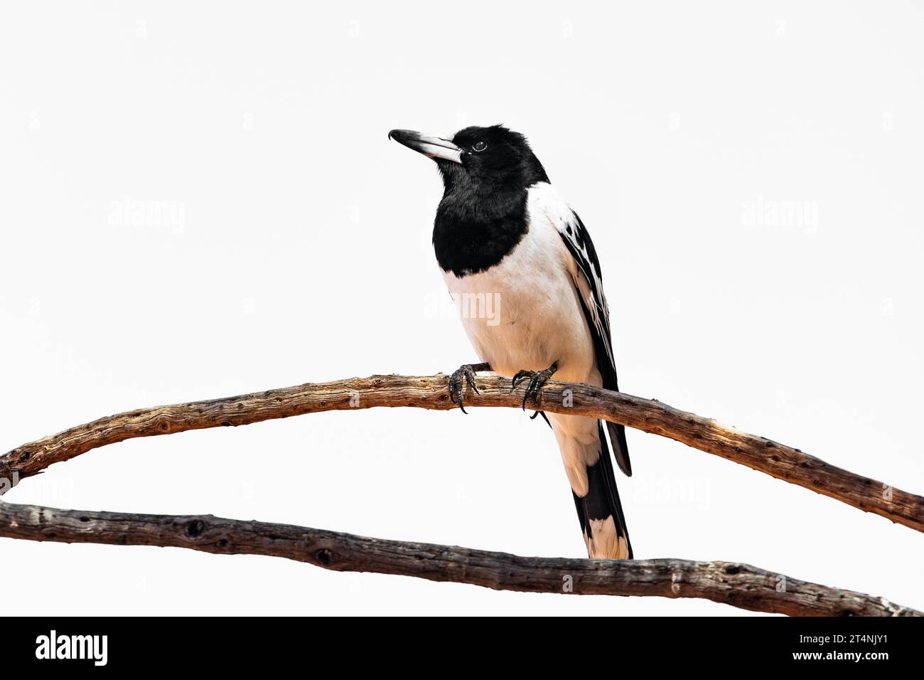 Pied Butcherbird sitting on a dead branch. Stock Photo