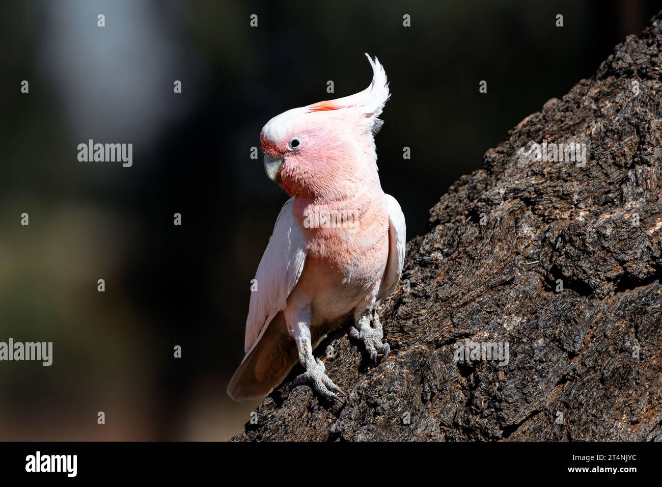 Rare Pink Cockatoo sitting on a tree in Central Australia Stock Photo ...
