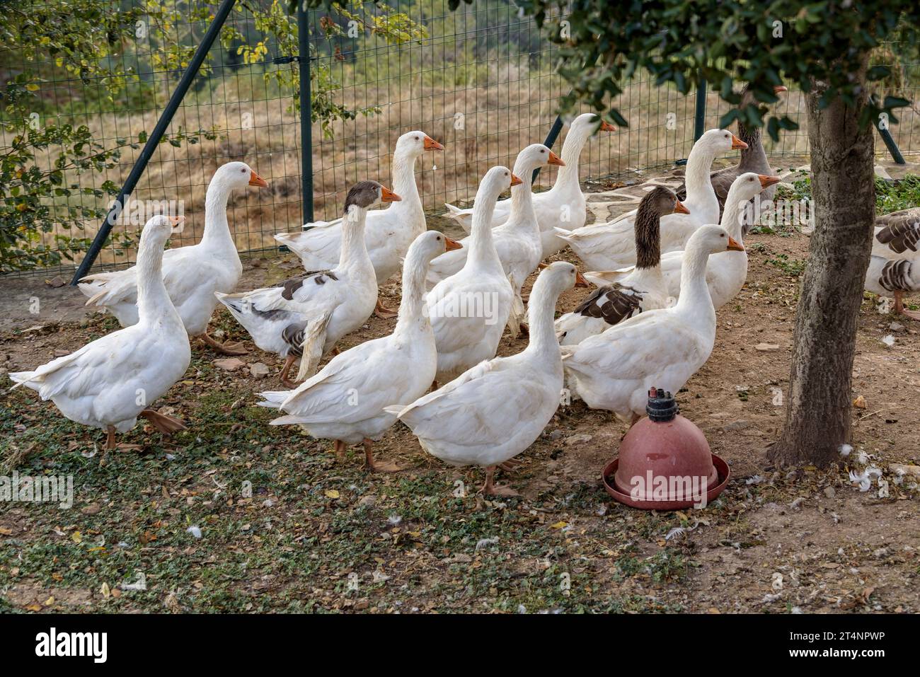 Some geese in a place next to the garden of the Mas Postius rural country house, in Muntanyola (Osona, Barcelona, Catalonia, Spain) Stock Photo