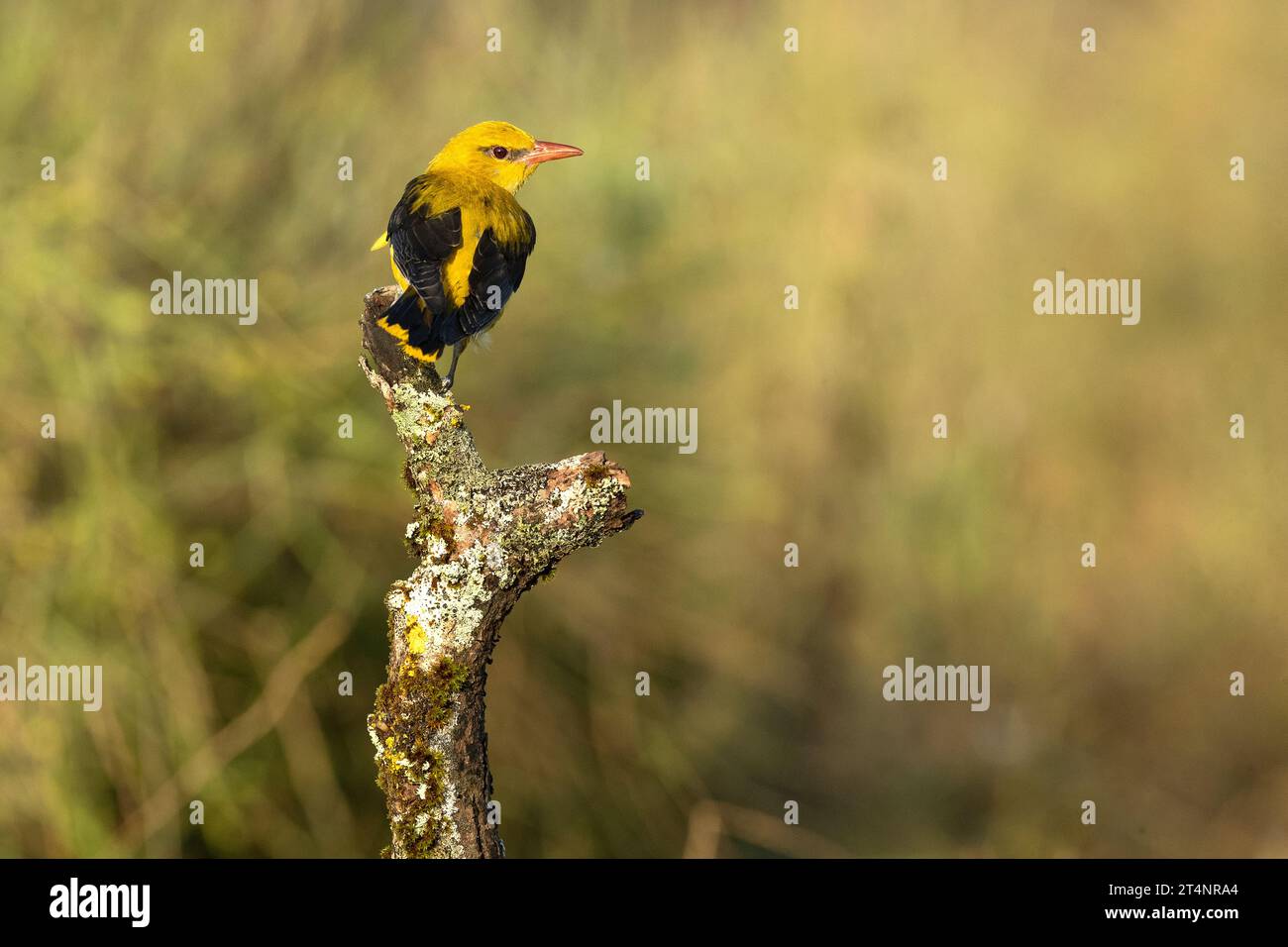 Golden oriole female in the last light of a rainy spring afternoon in a riverside forest. Stock Photo