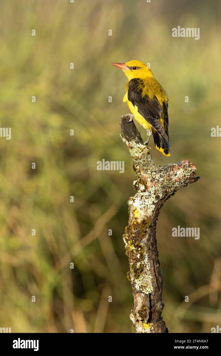 Golden oriole female in the last light of a rainy spring afternoon in a riverside forest. Stock Photo