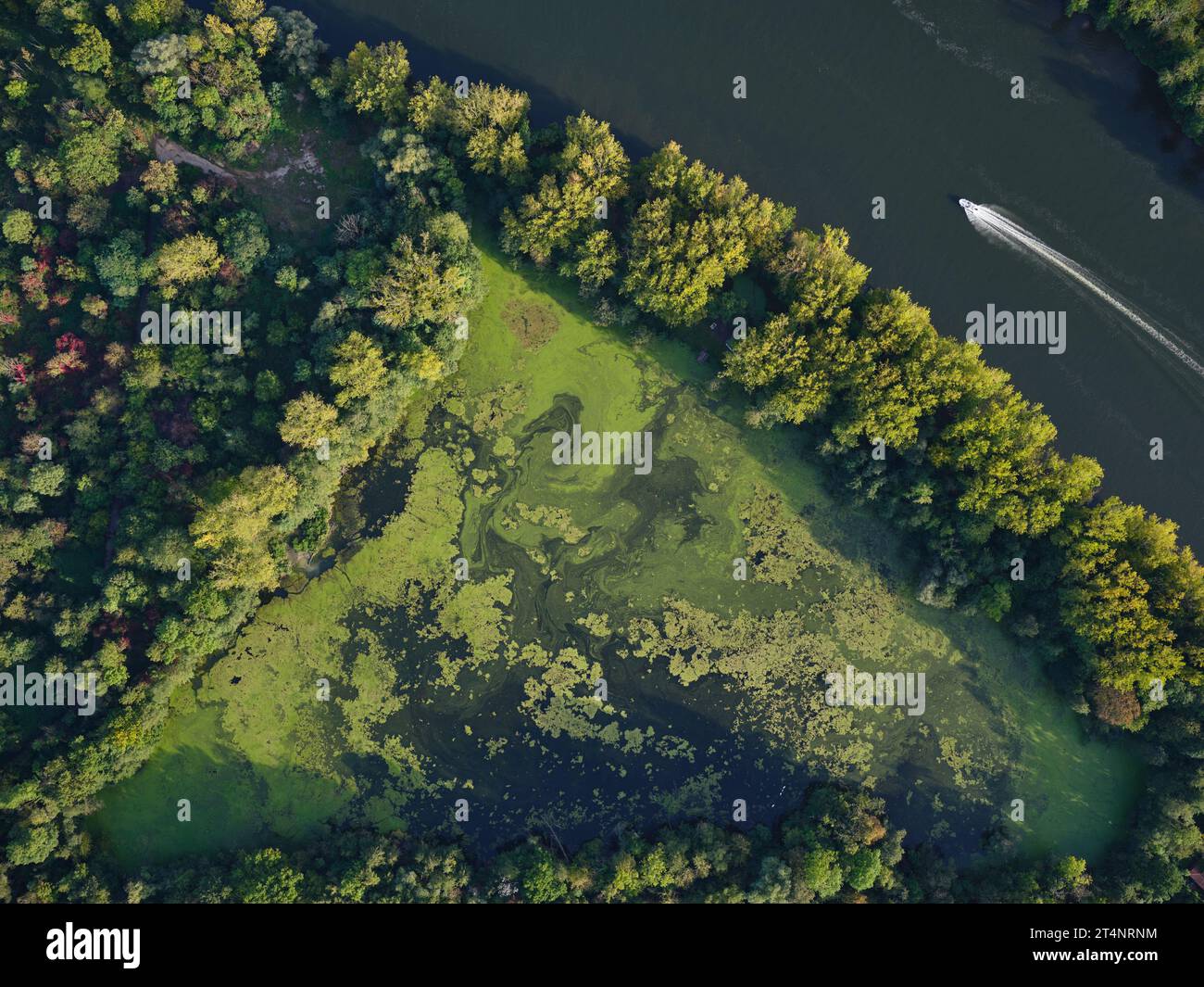 VERTICAL AERIAL VIEW. Triangular pond with green algae on the left bank of the Moselle River, outboard motorboat passing by. Moulins-lès-Metz, France. Stock Photo