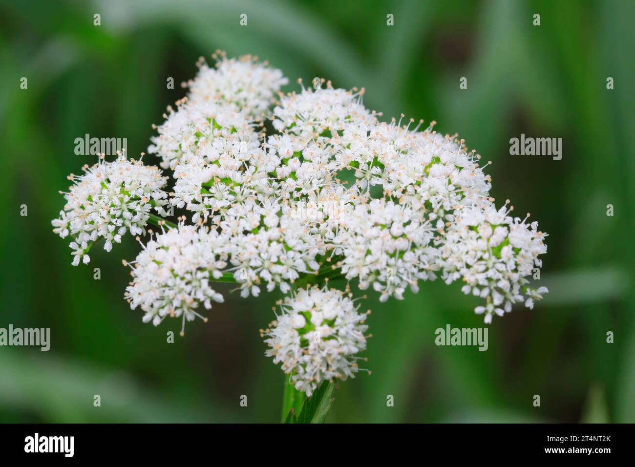 Umbrelliferae plant flowers Stock Photo