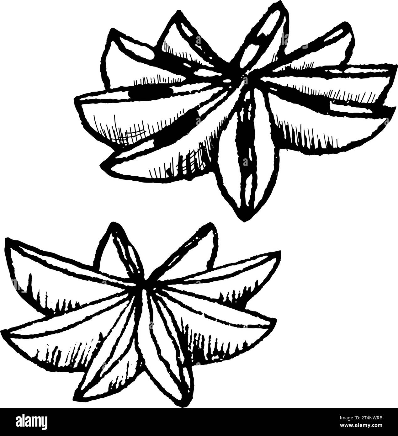 hand drawn vector illustration of star anise. Black and white sketch of ...