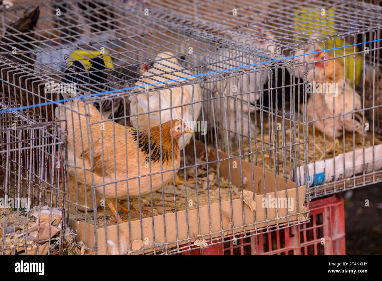 Detail of a stall selling hens and live chickens at the weekly market in the Plaça Major square of Vic (Osona, Barcelona, Catalonia, Spain) Stock Photo