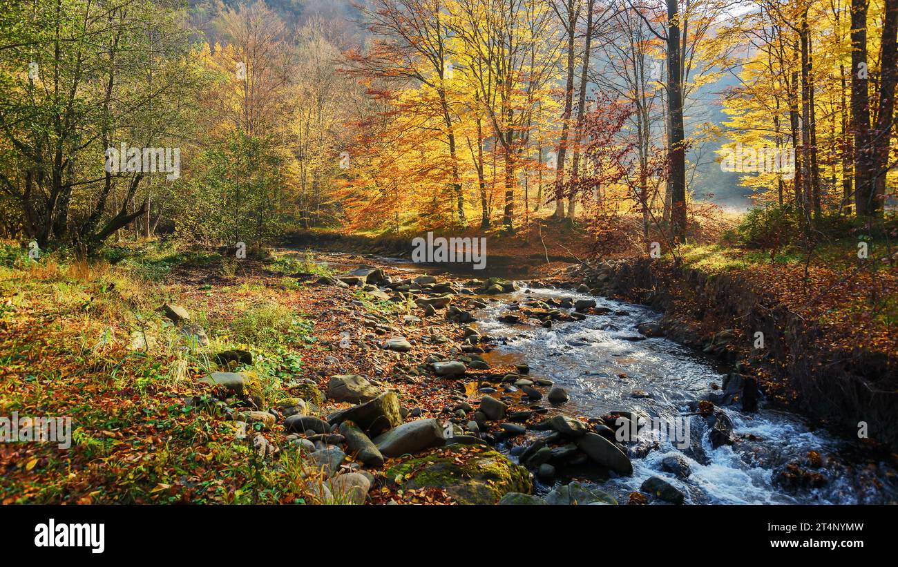 nature scenery with trees in golden foliage on the bank of a shallow river in autumn Stock Photo