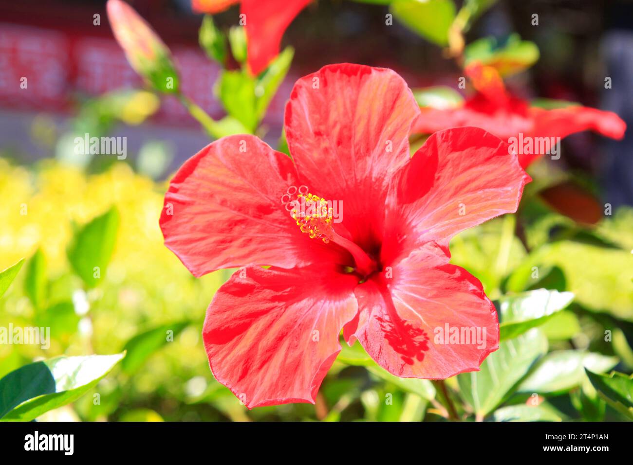 Red Chinese hibisci rosae-sinensis flower Stock Photo