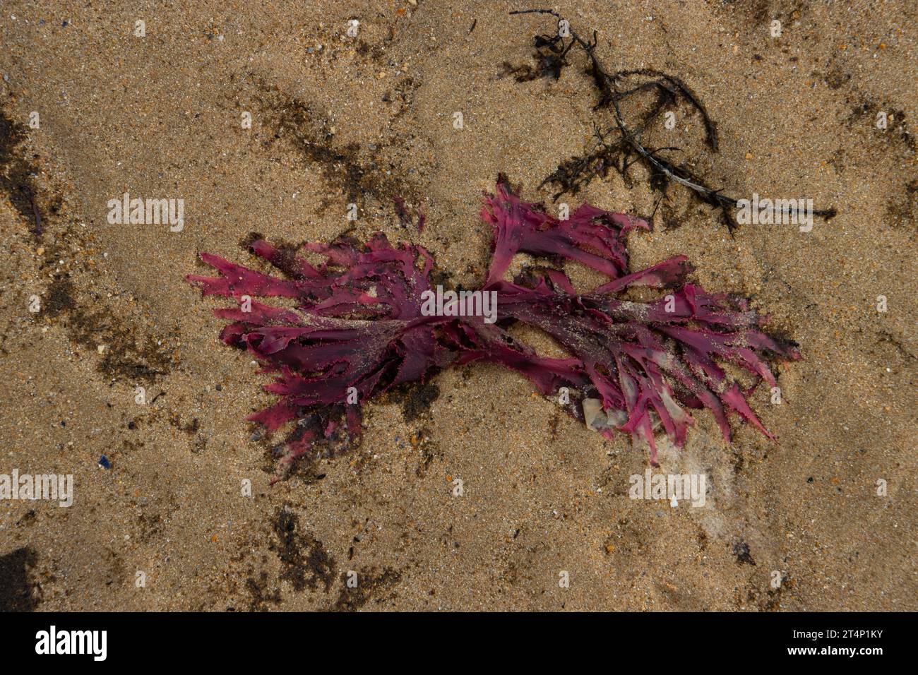 Close up of red algae lying in the sand at the beach Stock Photo