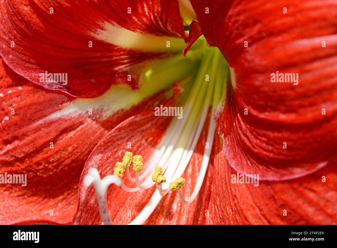 Hippeastrum Amaryllis beautiful red flowers, macro texture Stock Photo