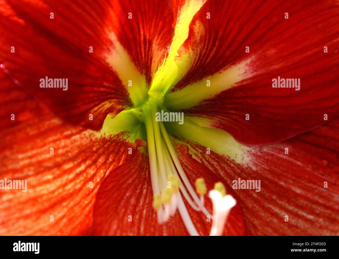 Hippeastrum Amaryllis beautiful red flowers, macro texture Stock Photo