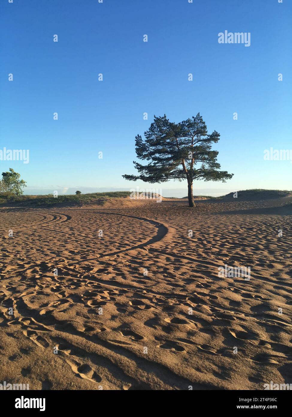 Summer seascape. A lonely pine tree on a sandy beach. Stock Photo