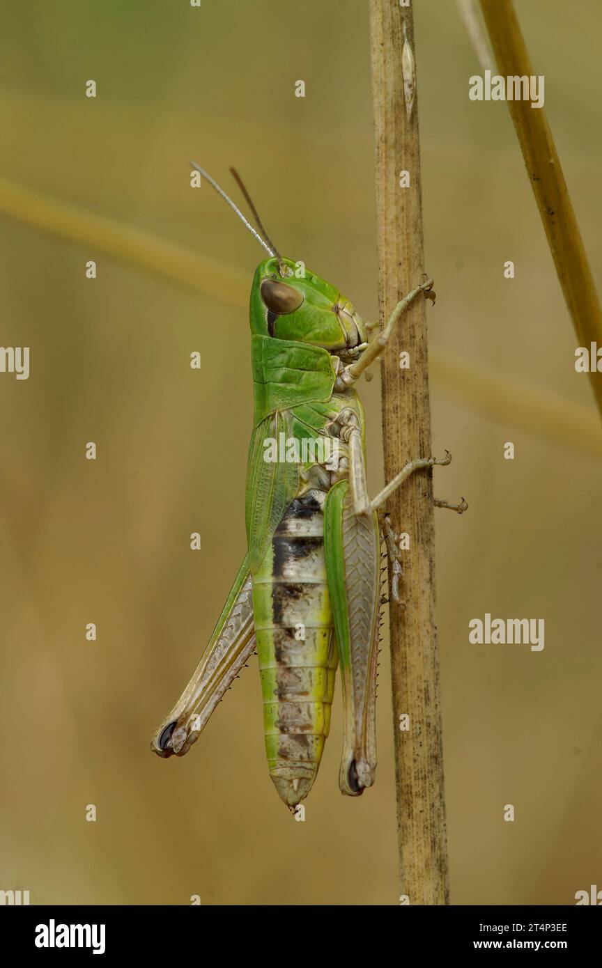 Natural colorful vertical closeup on the Common European meadow grasshopper Chorthippus parallelus Stock Photo