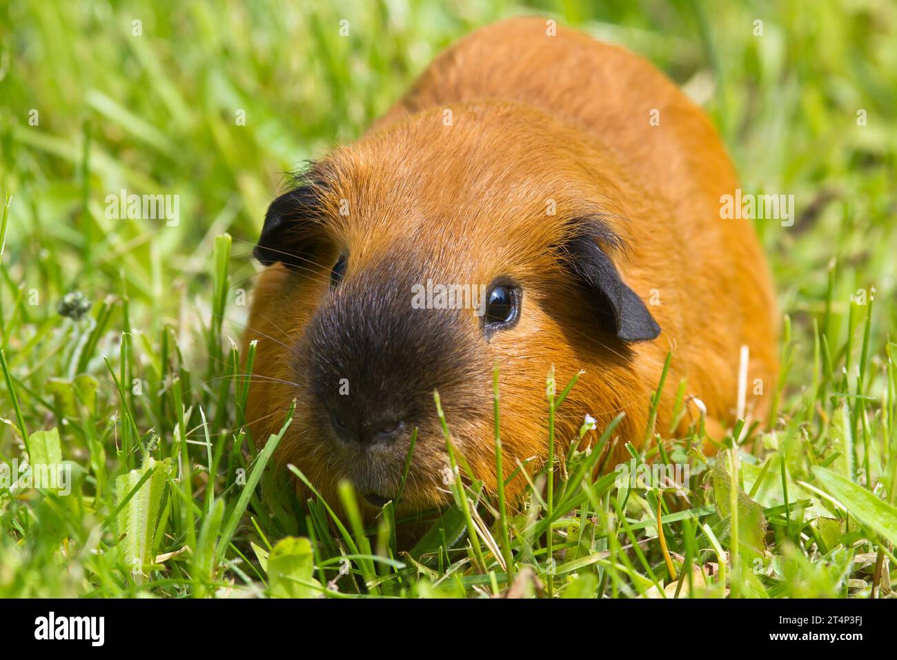 Image showcasing Guinea pig grass hi-res stock photography and images - Alamy