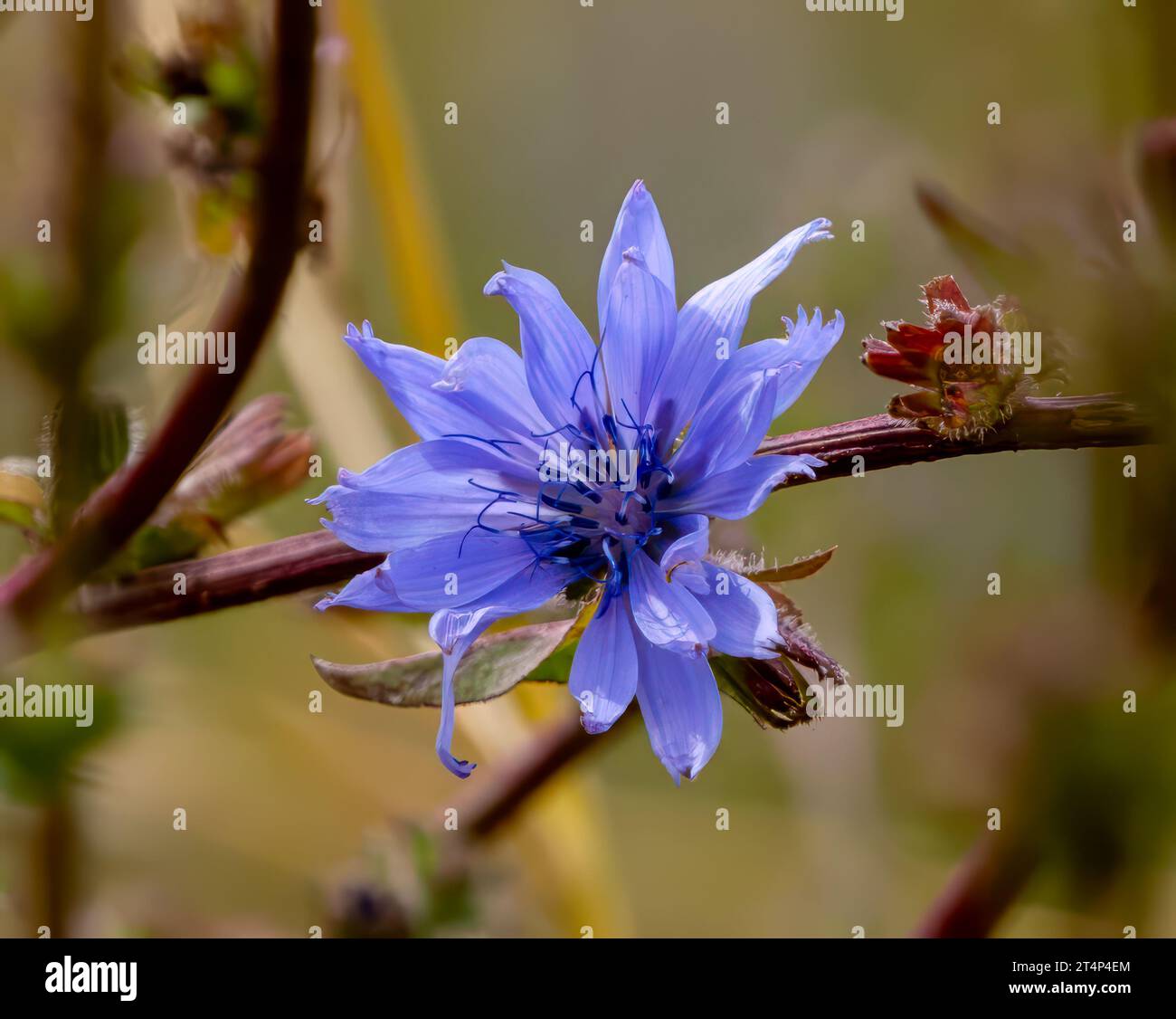 Vibrant blue flower atop hi-res stock photography and images - Alamy