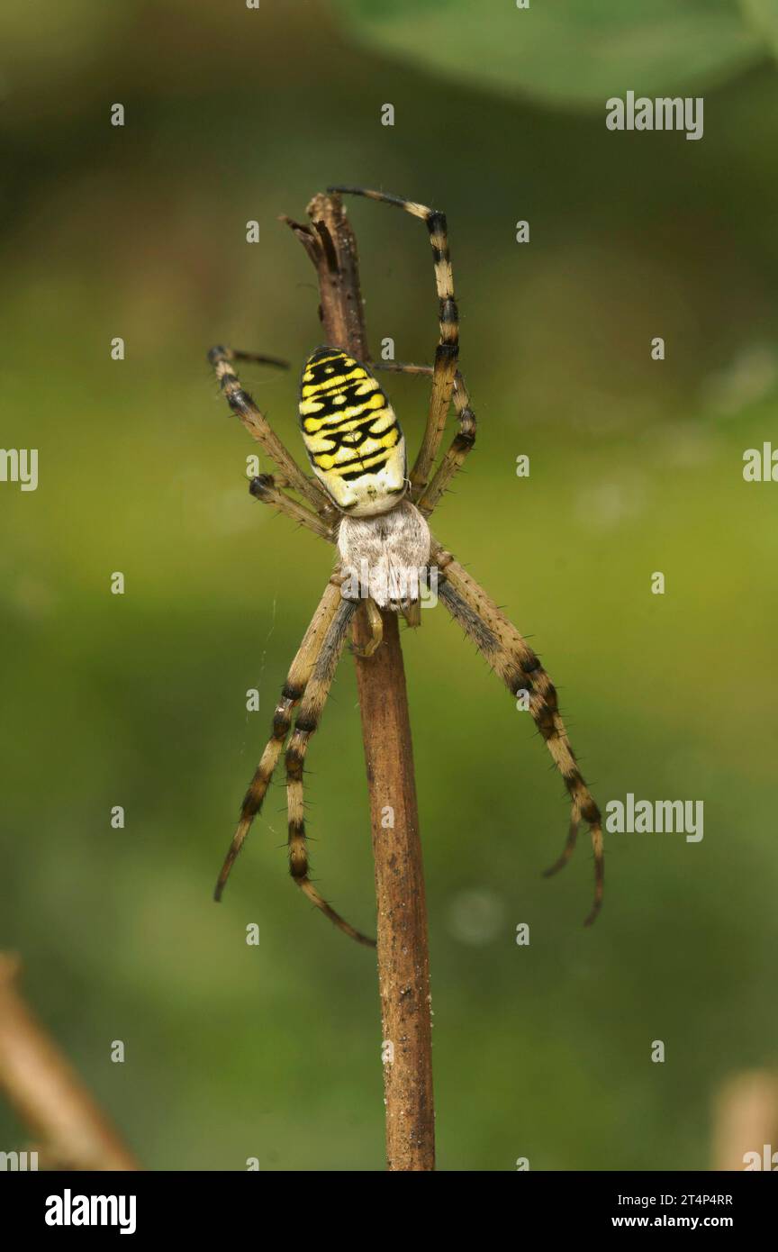 Natural vertical closeup on a male wasp-mimicking European striped iger spider Argiope bruennichi on a twig Stock Photo