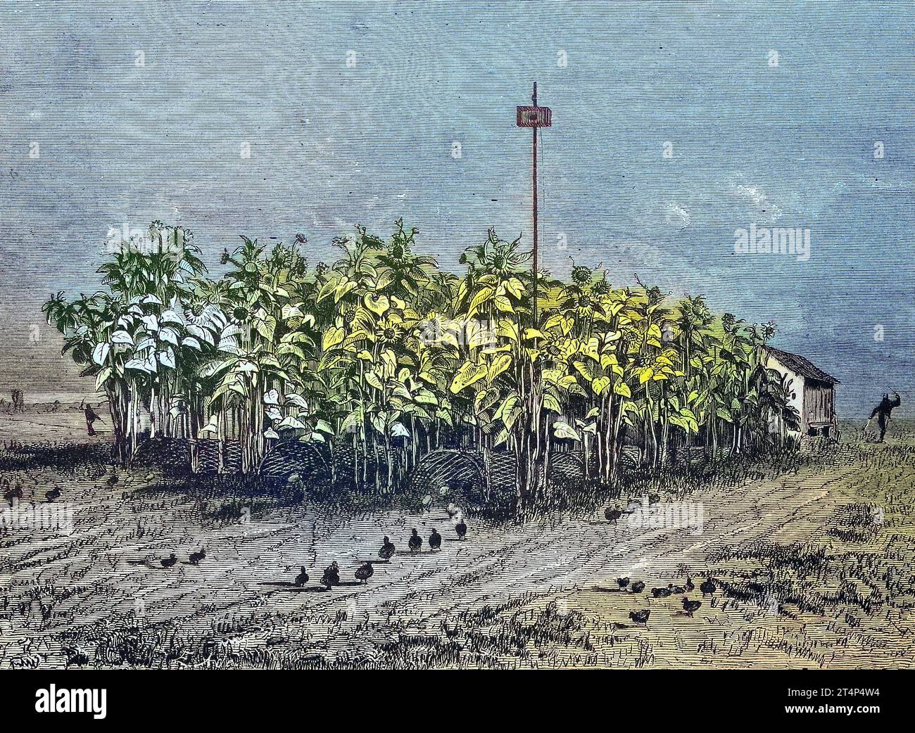 Der Fang der Wachteln in Südfrankreich, Reproduktion eines Bildes, Holzschnitt aus dem Jahr 1881, digitalrestauriert, Historisch  /  The catch of the quail in southern France, reproduction of an image, woodcut from the year 1881, digital improved, historical Stock Photo