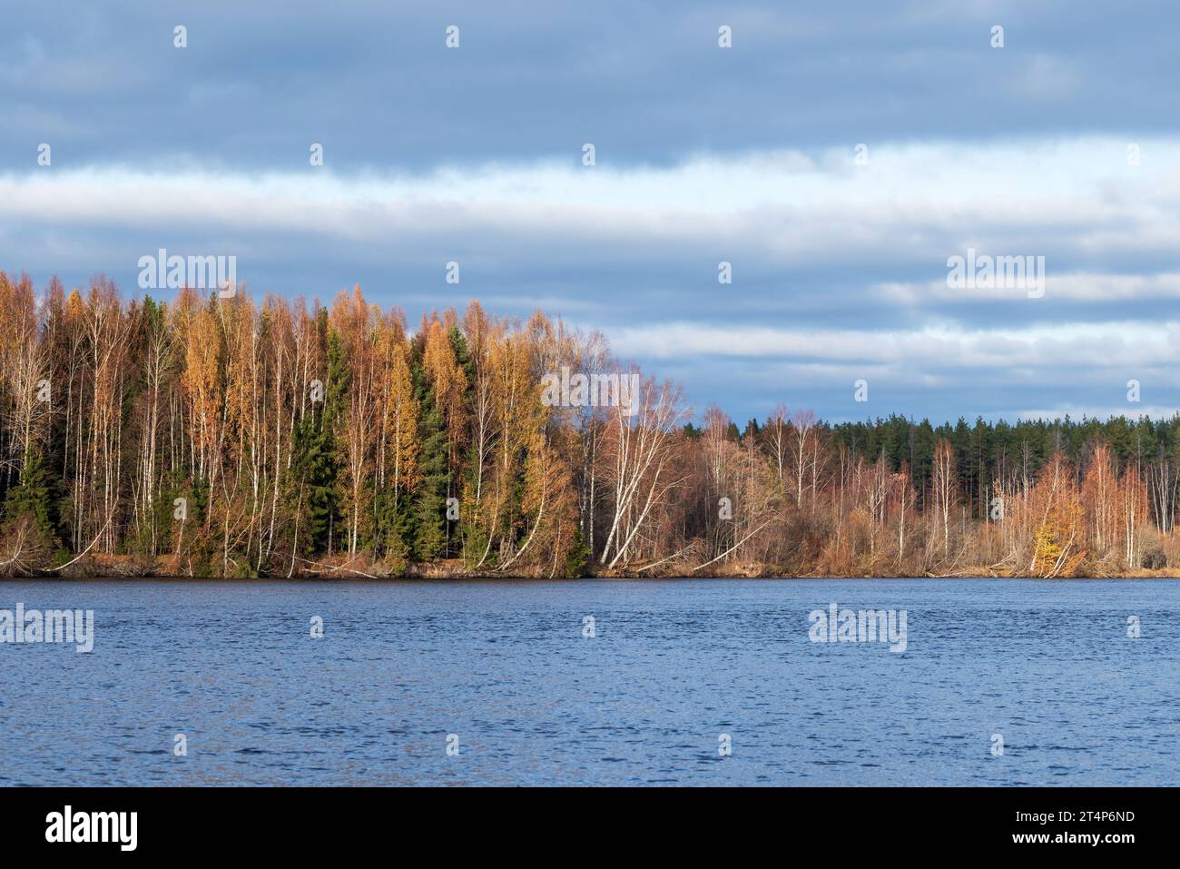 Landscape with autumn forest on banks of Svir river on a sunny day. Lodeynopolsky district in the north-east of Leningrad Oblast, Russia Stock Photo