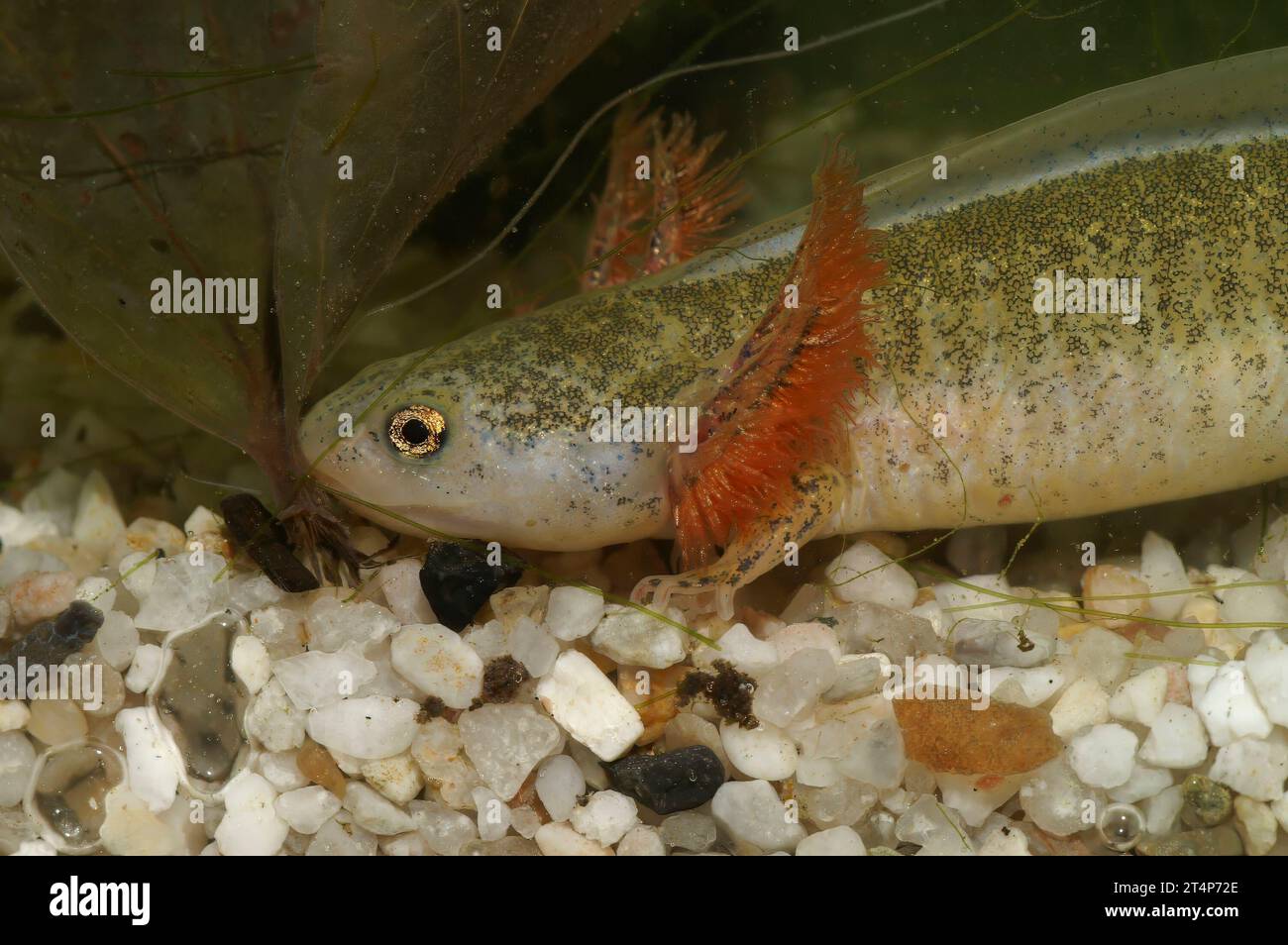 Detailed closeup on an unusual white larvae of the Japanese Hokkaido salamander, Hynobius retardatus with red gills Stock Photo