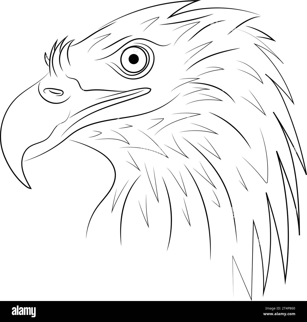 Bird Line Drawing, Bald Eagle, Hawk, Gin, Vulture, Distillation, Beak, Line  Art transparent background PNG clipart | HiClipart