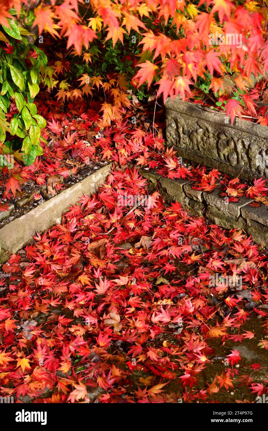 Foliage red leaves hi-res stock photography and images - Alamy