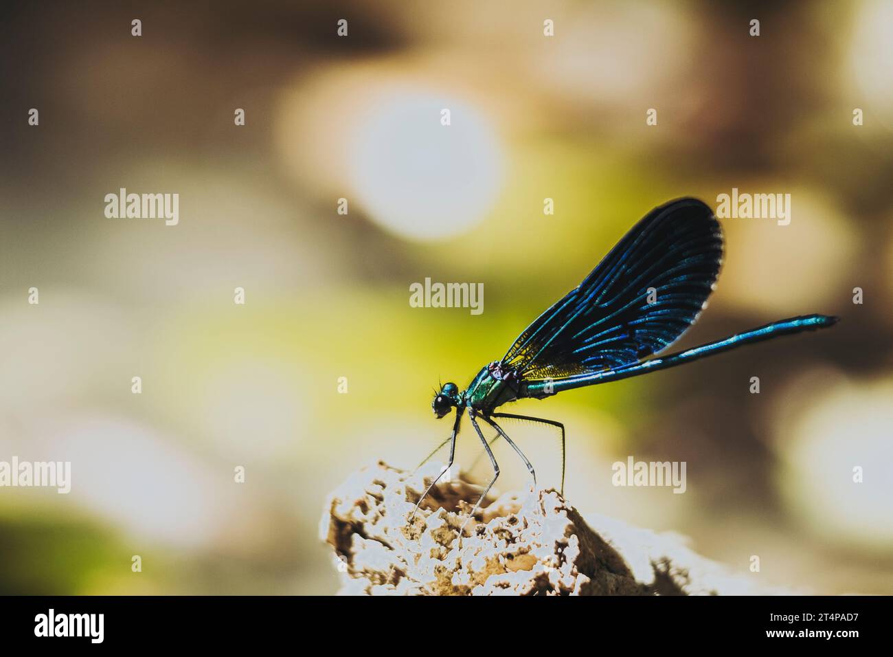Beautiful dragonfly resting on a twig with blurred background Stock ...