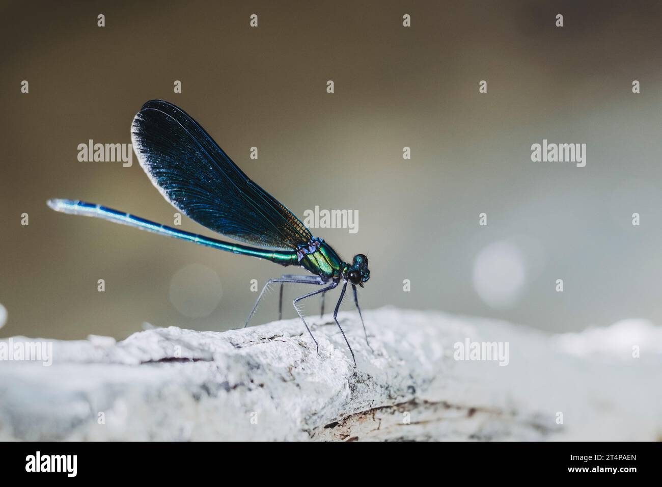 Beautiful dragonfly resting on a twig with blurred background Stock ...