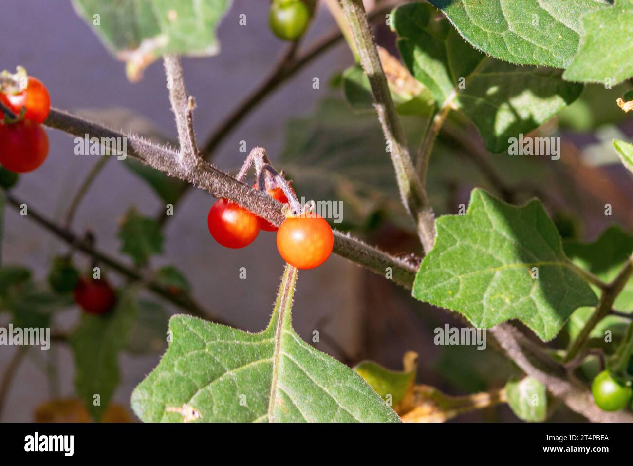 Red Berries of the Solanum villosum, Red Nightshade Plant Stock Photo