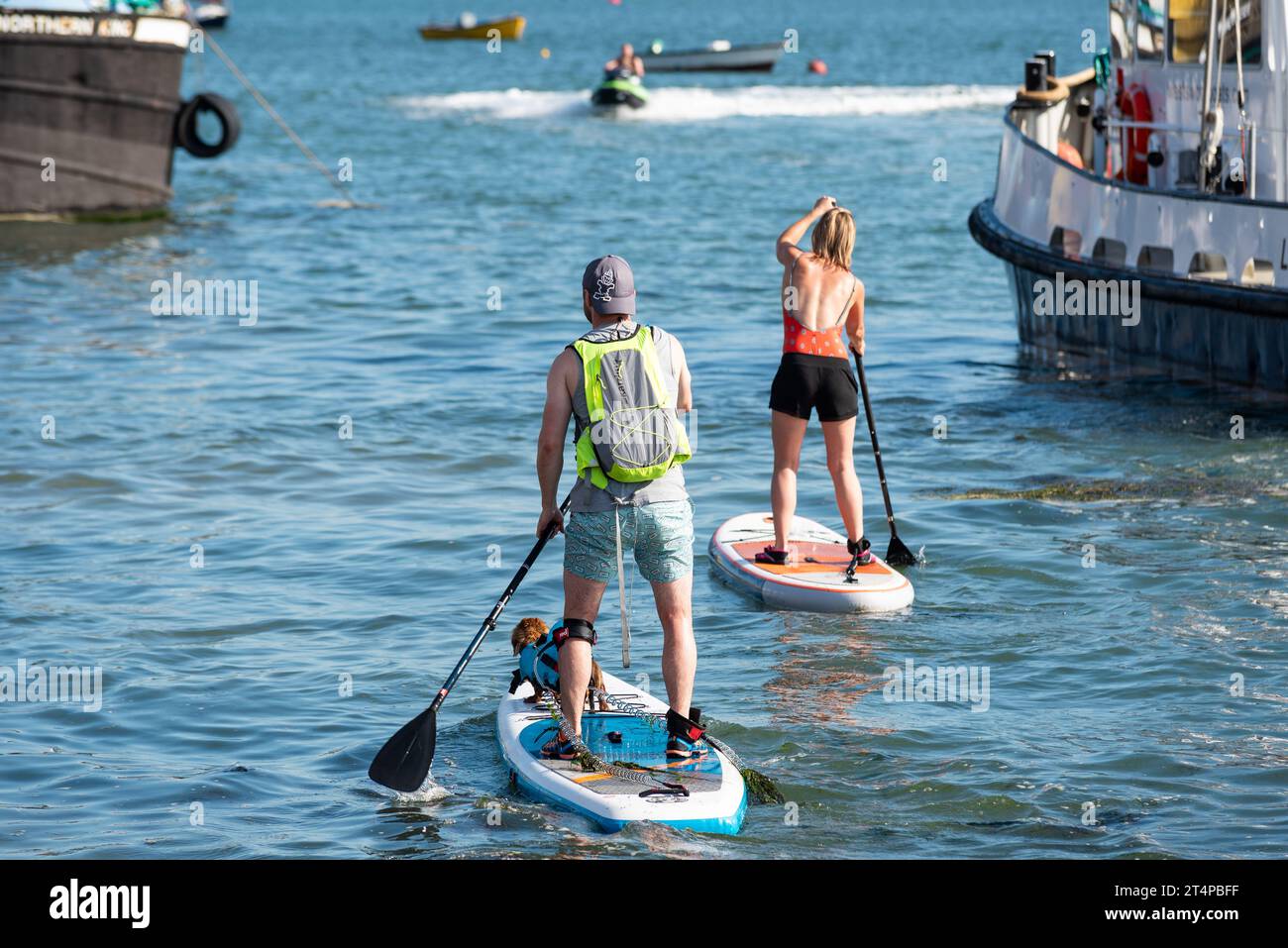 Dog, on paddle board, wearing a buoyancy aid heading out with paddleboarders at Old Leigh Regatta event on the River Thames Estuary, near Southend Stock Photo