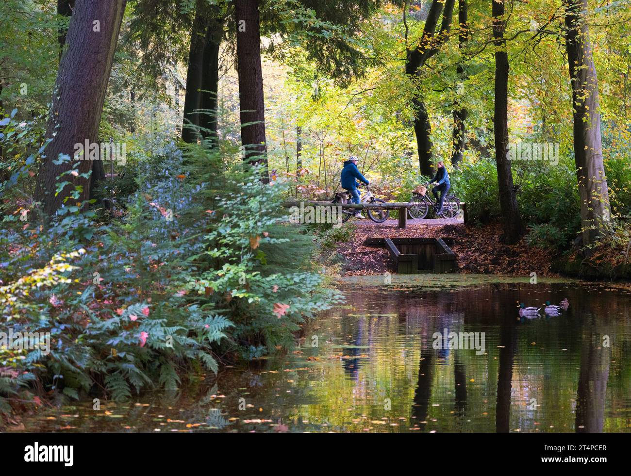 people on bicycle pass ducks in pond of fall forest near utrecht in holland Stock Photo