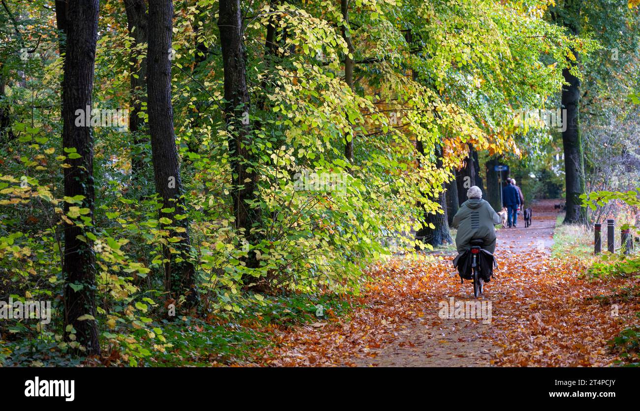 cycling and walking the dog in fall forest near utrecht in holland Stock Photo